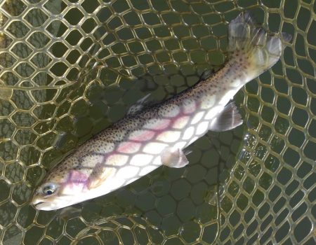 大安トラウトレイク釣果